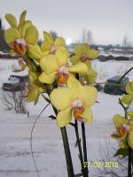 Орхидея болеет