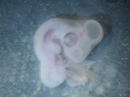 chick embryo, and planeria regeneration