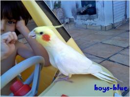 boys & birds