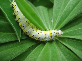 гусеница ( caterpillar )