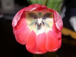 Beautiful girls (девушки) 9 - A bouquet of tulips (4)
