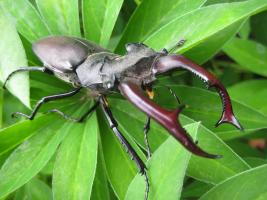 жук олень (stag beetle)