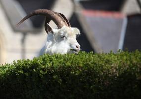 COVID-19: Goats of Llandudno (full album, free download)