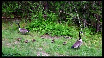 Goose Family (MD)
